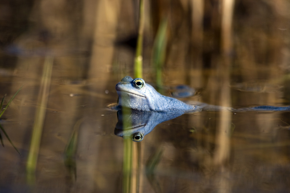 Frosch mal anders