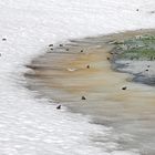 Frosch-Massenhochzeit auf 1250m Höhe