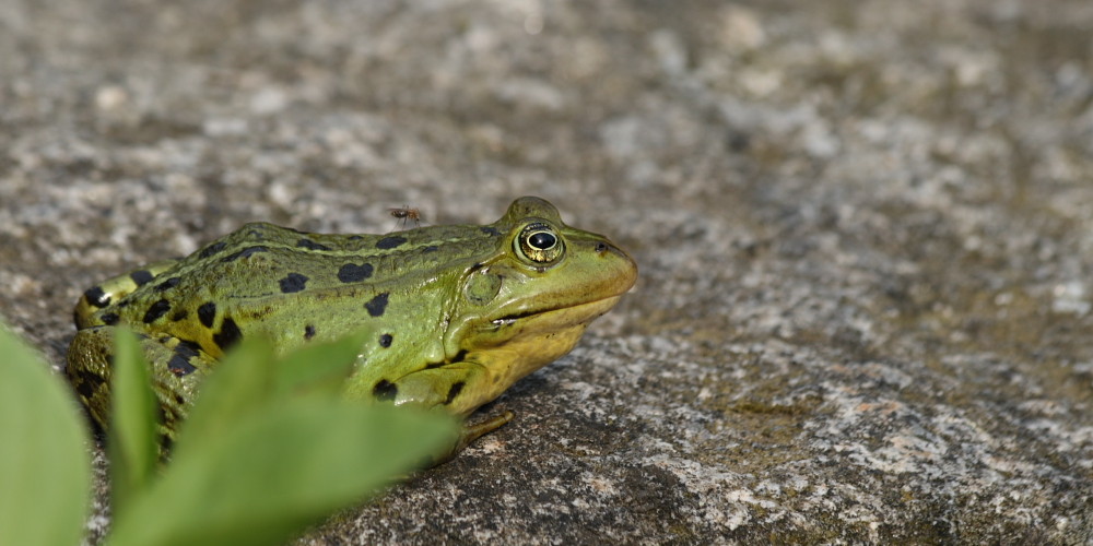 Frosch mit Begleitung