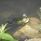 Frosch mit dicken Backen