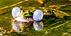 Frosch mit dicken Backen