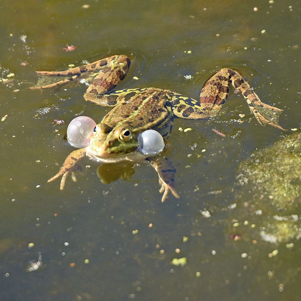 Frosch mit dicken Backen