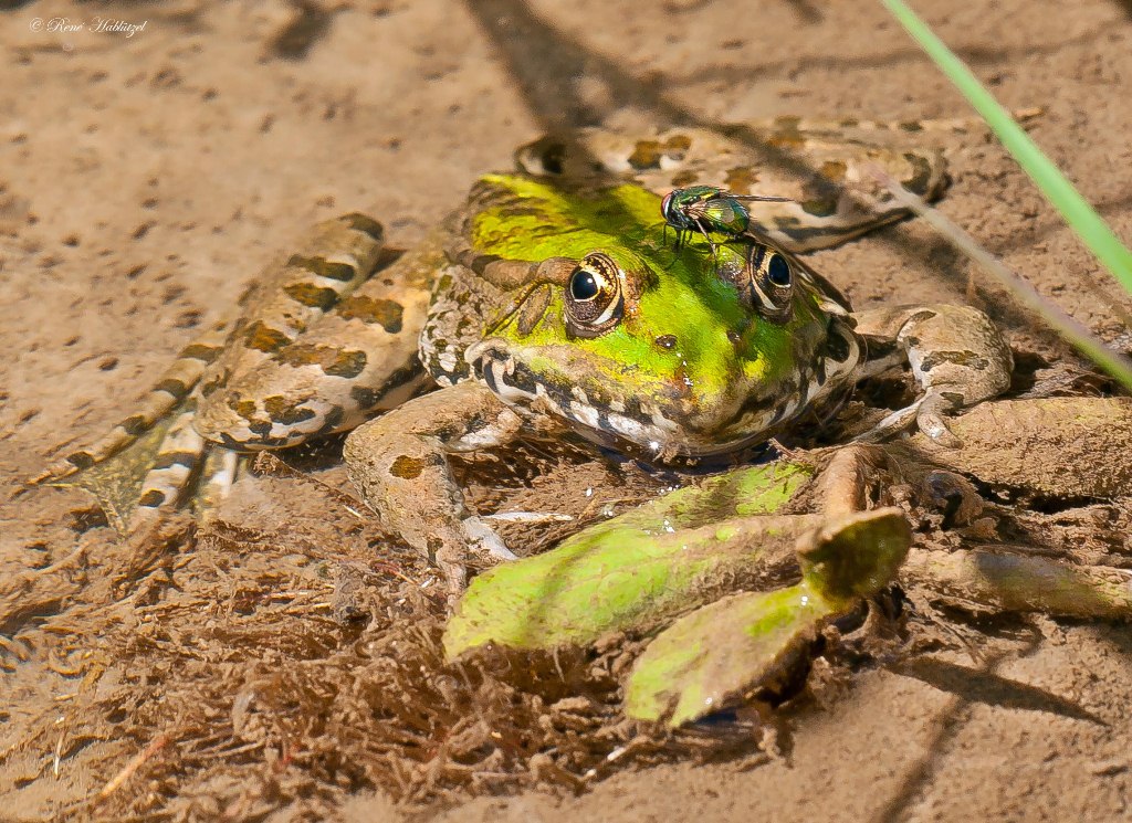 Frosch mit Fliege