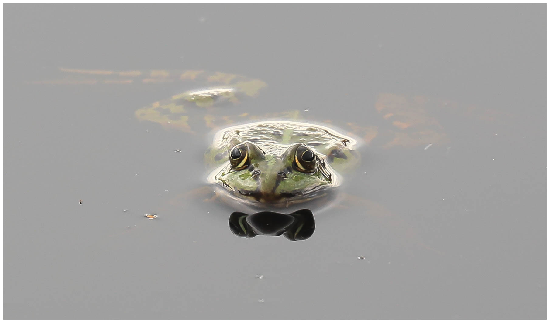 Frosch mit Fliege ?? - nein sein Schattenbild