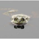 Frosch mit Fliege ?? - nein sein Schattenbild