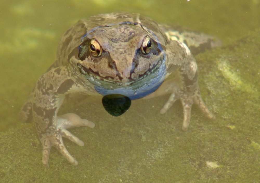 Frosch mit goldenen Augen