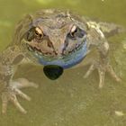 Frosch mit goldenen Augen