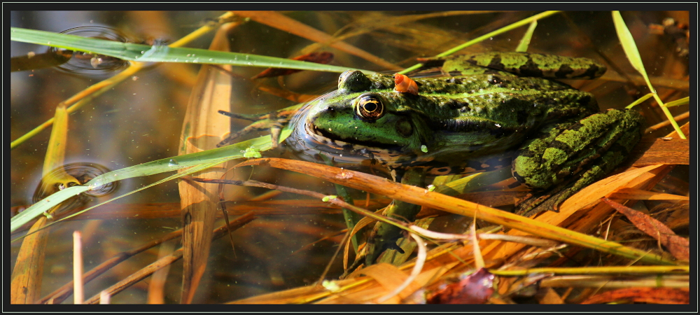 Frosch mit Hut