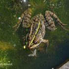 Frosch mit Insekt im Maul