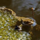 Frosch mit Laichsubtrat