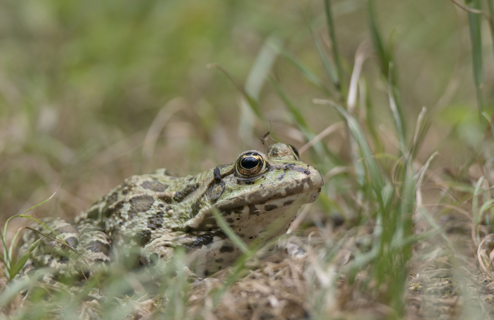 Frosch mit Mücke