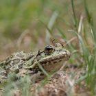 Frosch mit Mücke