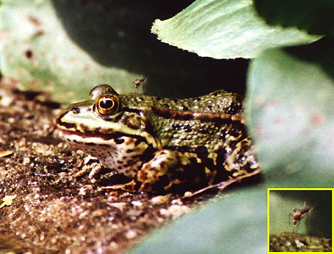 Frosch mit Mücke