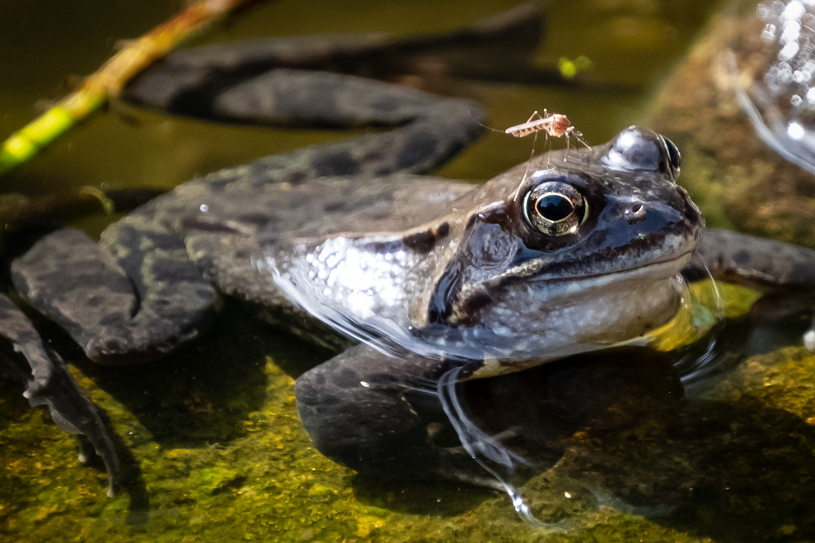 Frosch mit Mücke auf dem Kopf