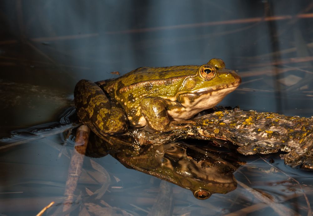 Frosch mit Mücke