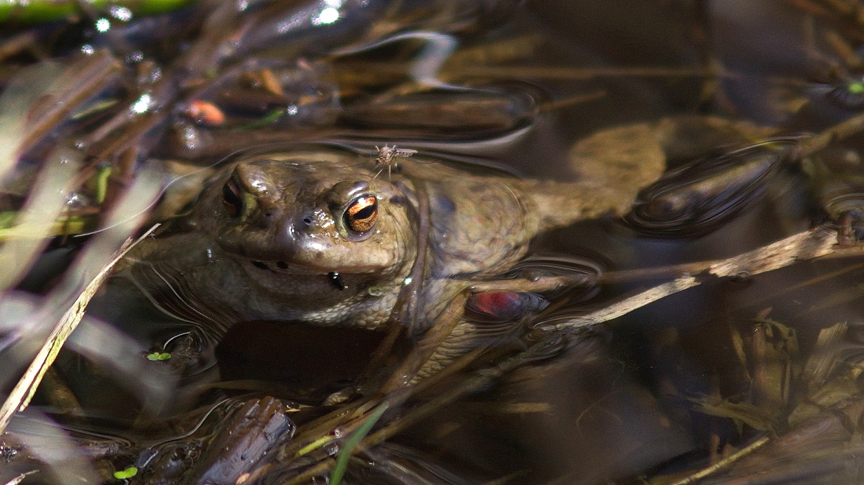 Frosch mit Mücke, Torfmoor