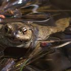 Frosch mit Mücke, Torfmoor