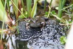 Frosch mit Nachwuchs