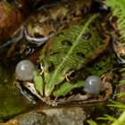 Frosch mit Plusterbacken