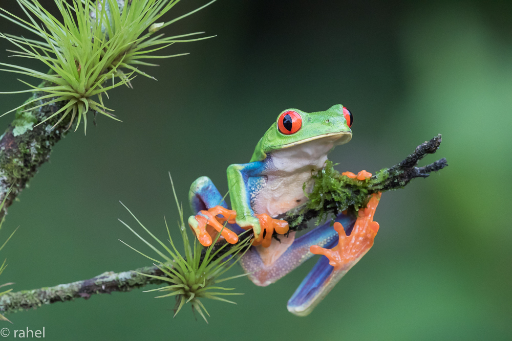 Frosch mit roten Augen