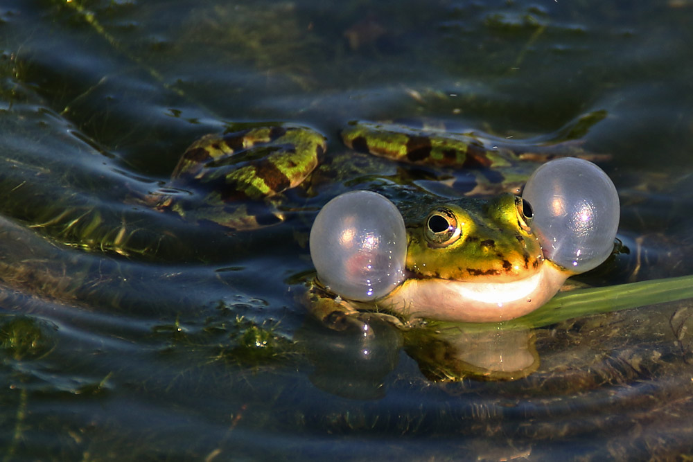 Frosch mit Schallblasen