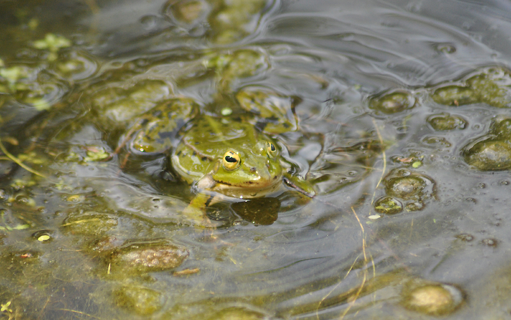 Frosch mit Schlotze