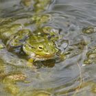 Frosch mit Schlotze