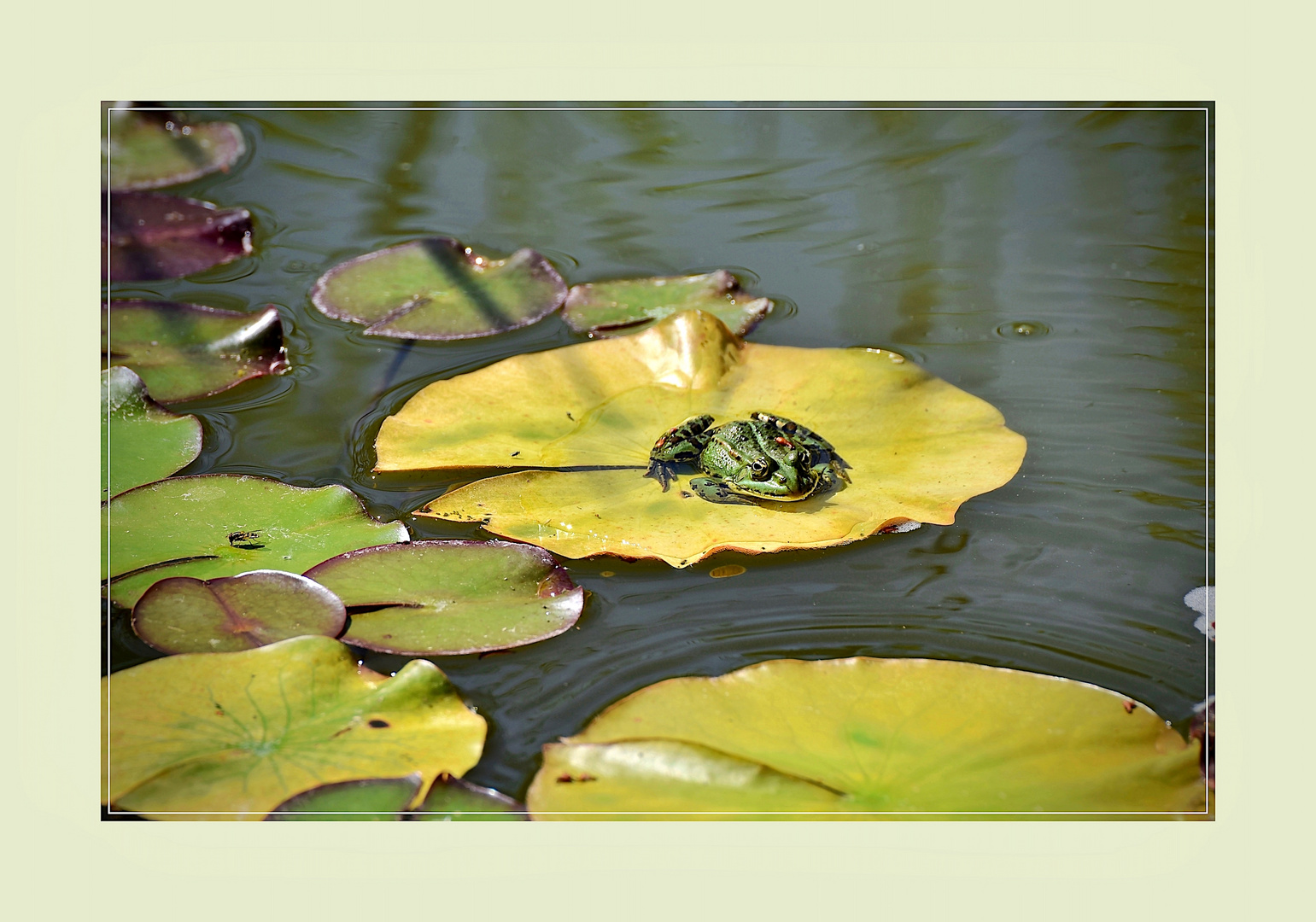 Frosch mit Schwebefliege 