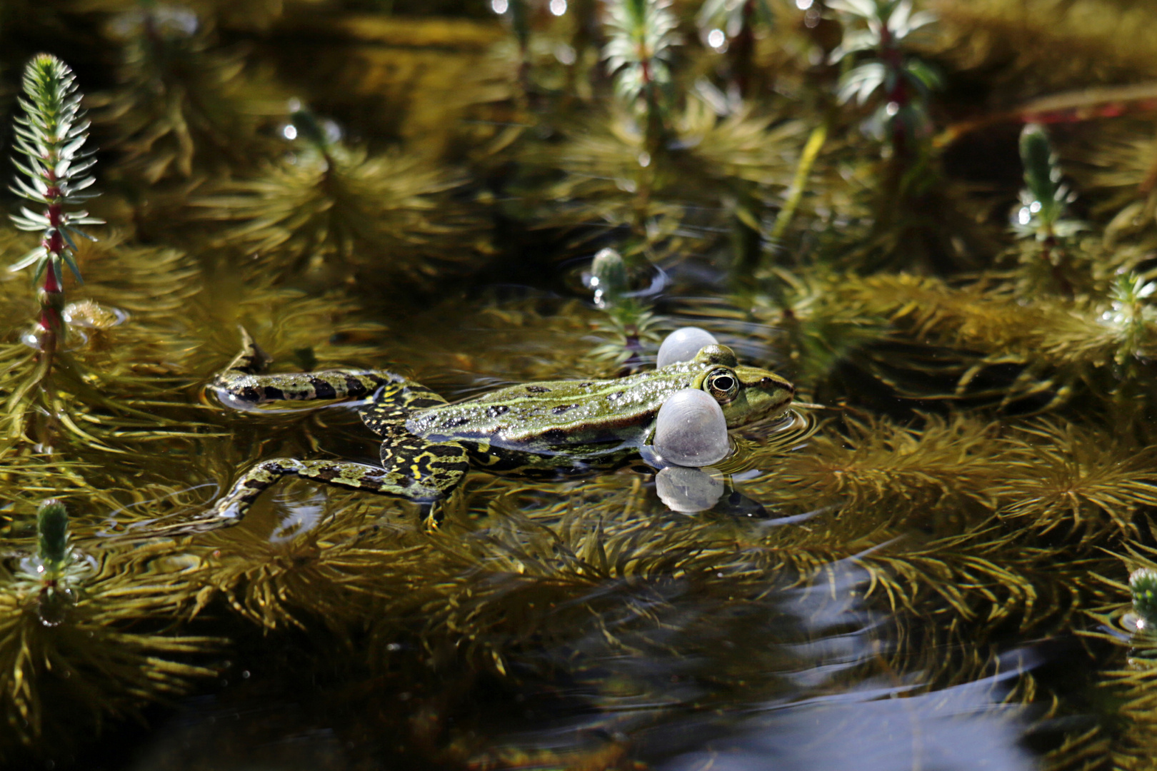 Frosch mit Schwimmärmel