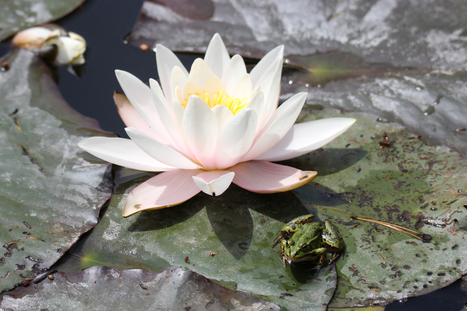 Frosch mit Seerose