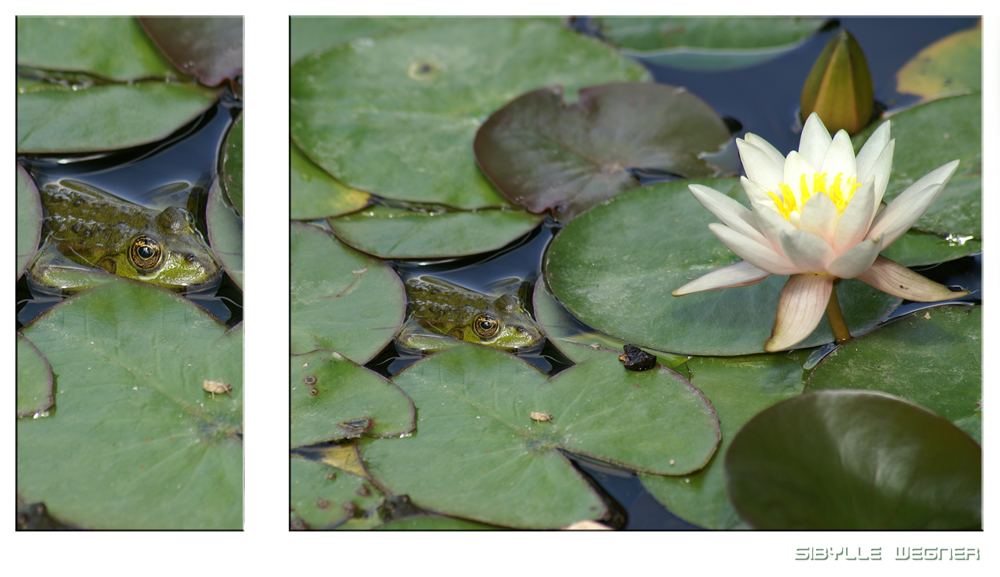 Frosch mit Seerose