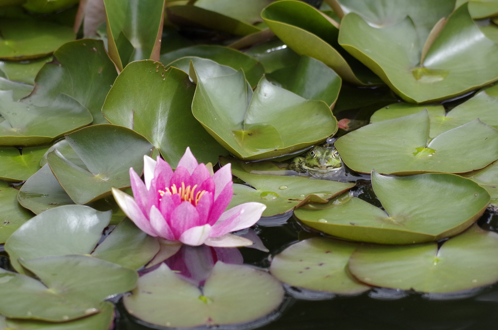 Frosch mit Seerose