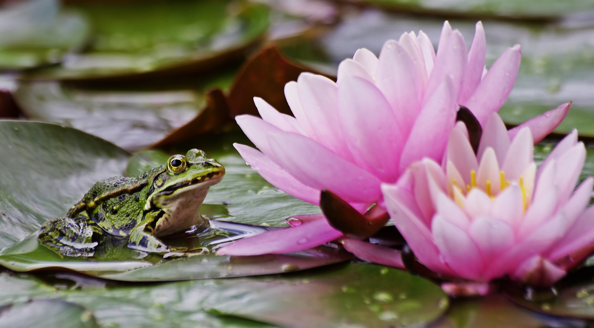 Frosch mit Seerosen Foto & Bild teich, natur, tiere Bilder auf