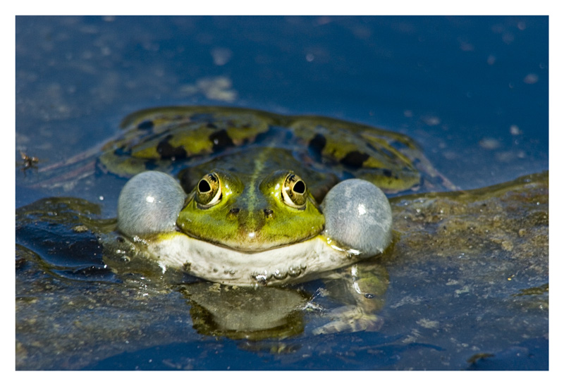 Frosch mit Seitenairbags