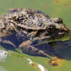 Frosch mit Spiegelung