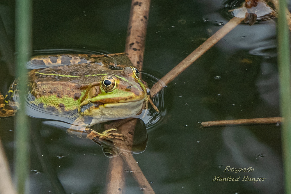 Frosch mit Spiegelung