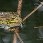 Frosch mit Spiegelung