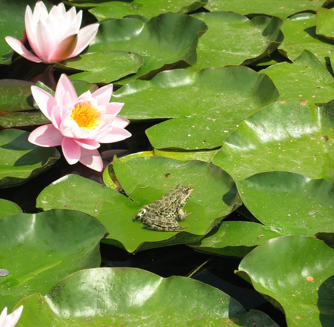 Frosch mit Wasserlilien
