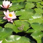 Frosch mit Wasserlilien