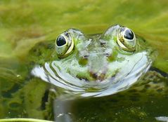 Frosch mit Weitblick