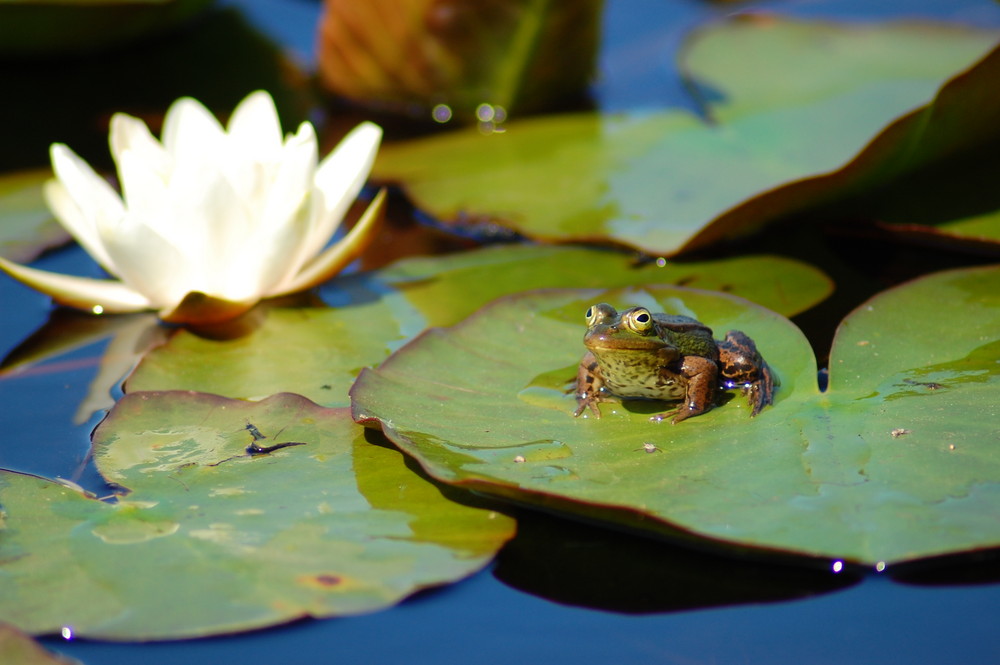 Frosch muß man sein