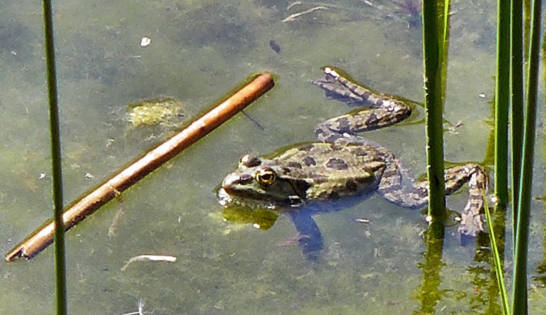 Frosch nach misslungenem Stabhochsprung