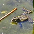 Frosch nach misslungenem Stabhochsprung