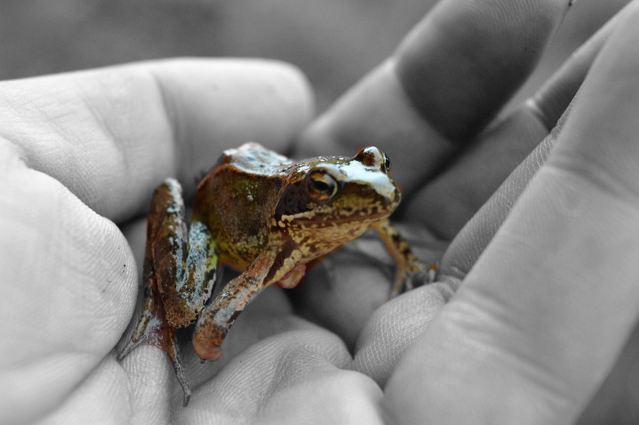 Frosch Nahaufnahme 