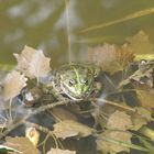 Frosch Naturpark La Sauge_2810