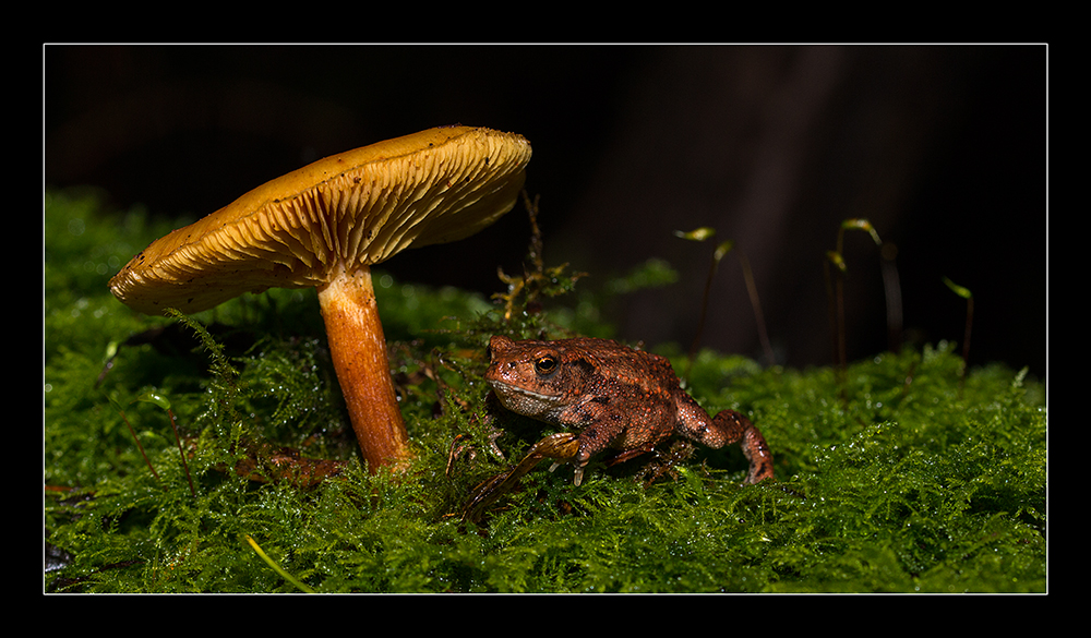 Frosch neben nen Pilz