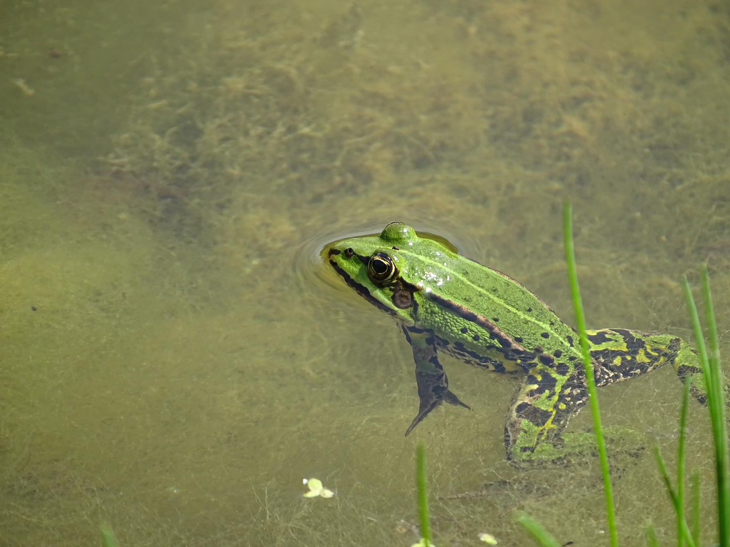 Frosch nimmt Bad