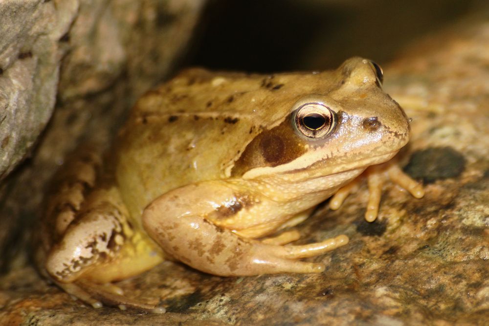 Frosch oder doch Kröte ?