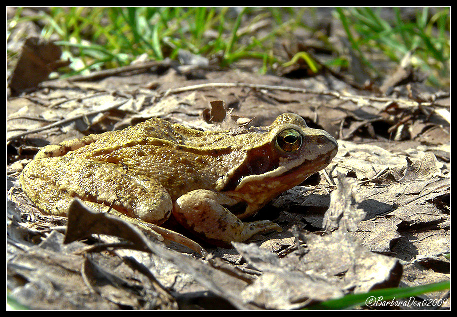 Frosch oder Kröte?