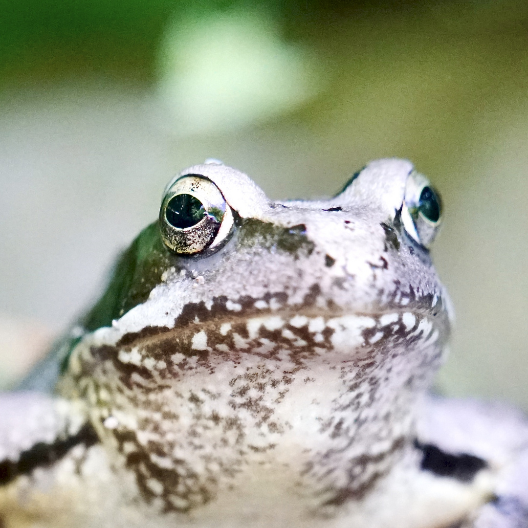 Frosch oder Kröte ?